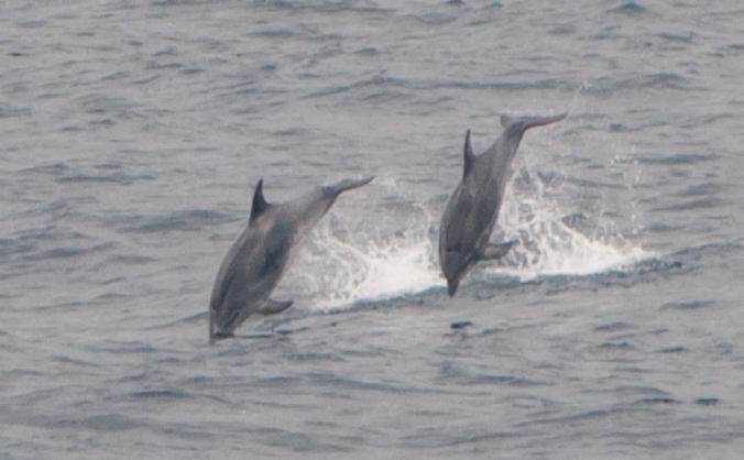 MARINElife Dolphin & Balearic Shearwater Project