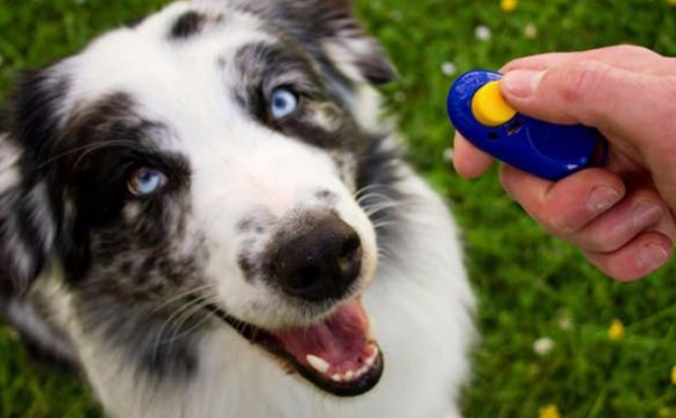 National Ethics in Dog Training Campaign and Event