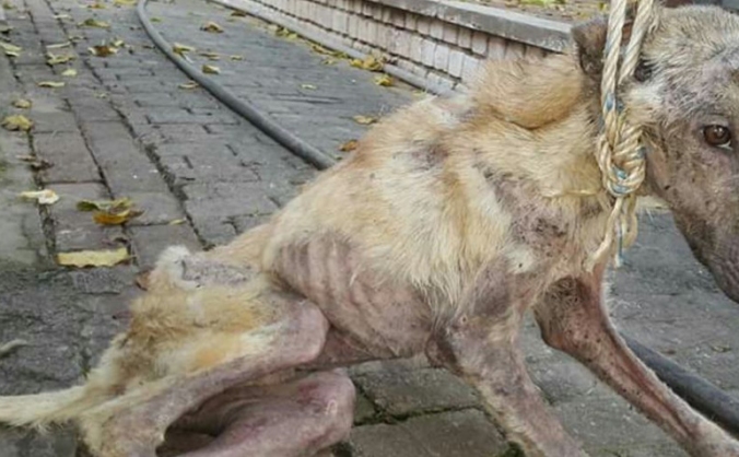 To assist the welfare of 'Street' Animals