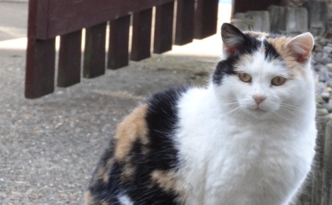 Help Street Cat Smudge get life-saving surgery