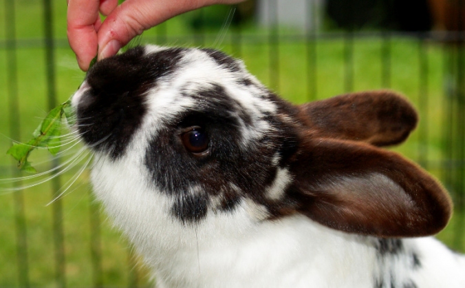 Sponsor a hutch!