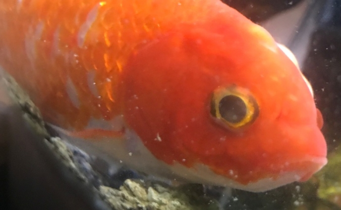 Save Testie the goldfish!