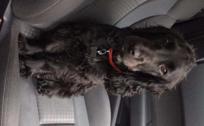 Help me and my dog