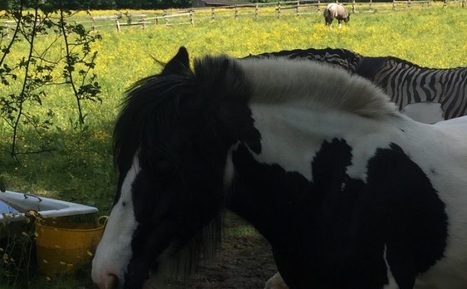 Safe place for Horses, bees and birds!