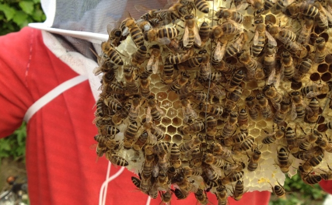 Save Happy Bees in Greenwich