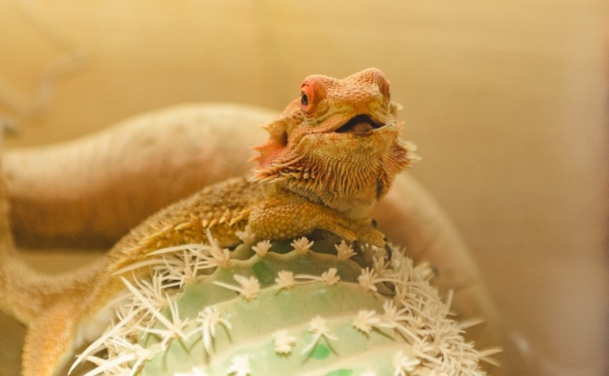 Safe Haven for Exotics Animals