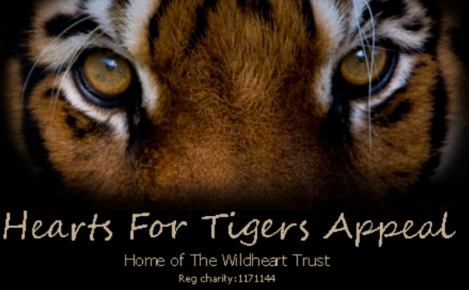 Hearts for Tigers appeal