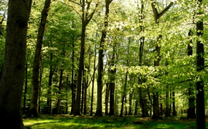 Forest of Ancestry