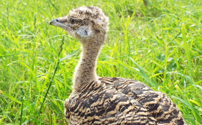 Help us track the Great Bustard Bird!