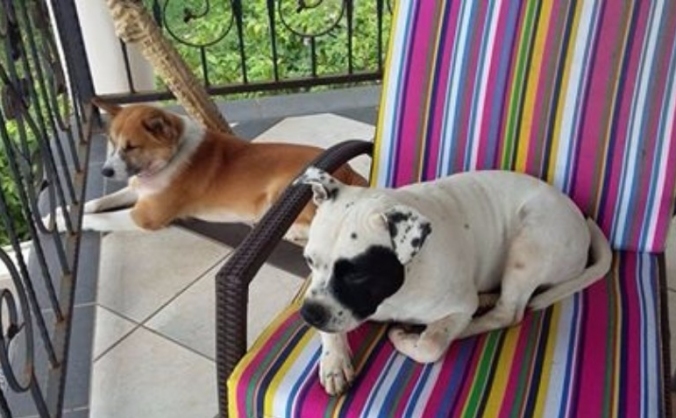 Rescue my Dogs from Ghana