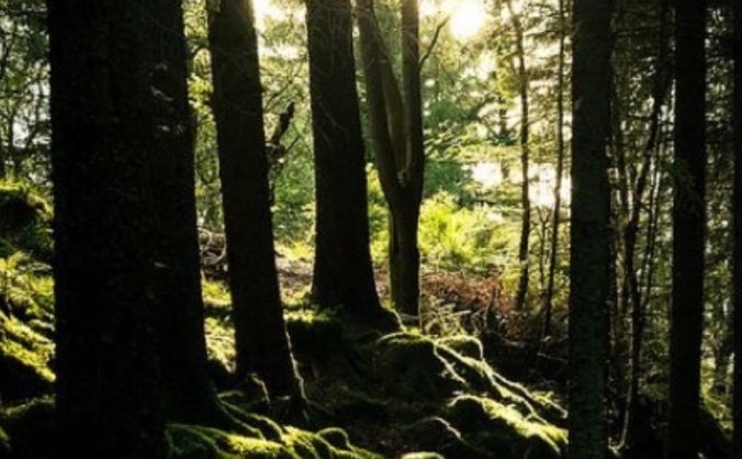 Help me Save our Woodland