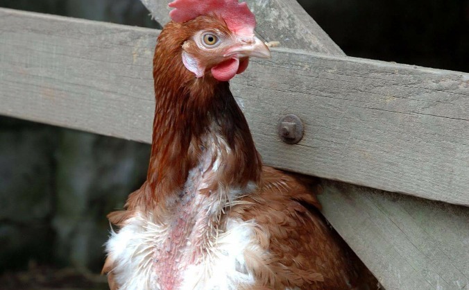 Ex Battery Hen Rehoming