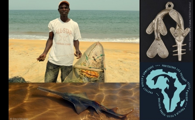 Searching for sacred sawfish in Ghana