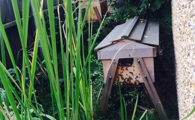 Honeybee Growth Plan