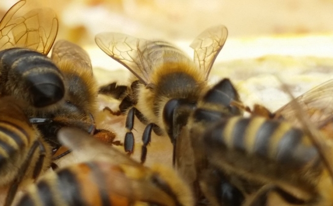 The happy Bee project