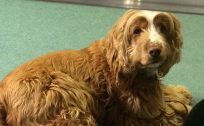 Therapy dog needing help with vets bills