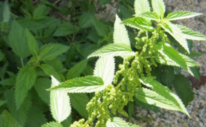 Start up fund for Nettles Herbal Clinic