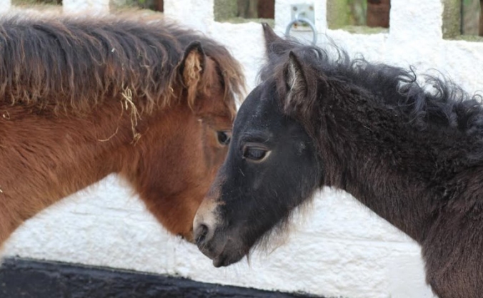The Moorland Gelding Project