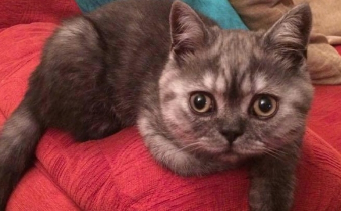 Help Save Thomas the Cat