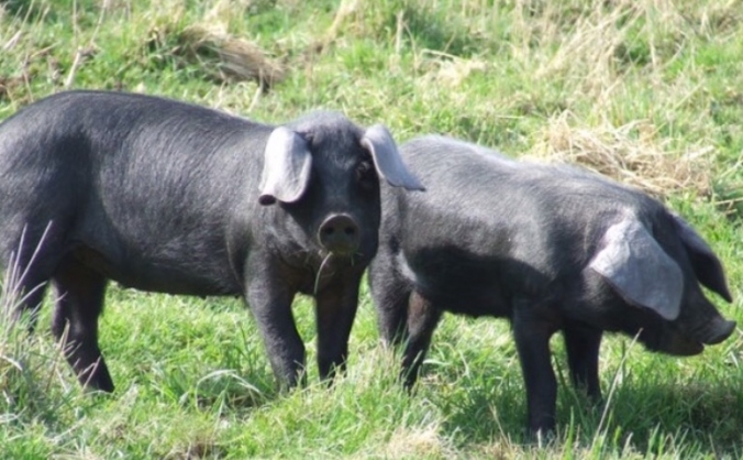 Autumnal Pork and Cider Feast