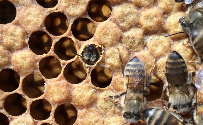 #beebotherer