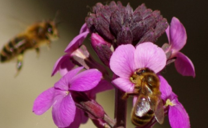 Helping Honey bees in Bradford