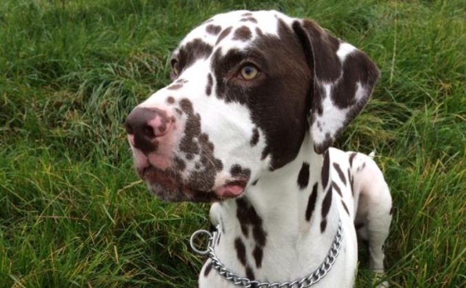 Hogan's Bladder Surgery