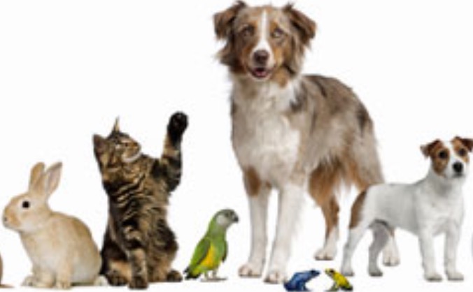 Pick up and Peek: the pet carrier redesigned!