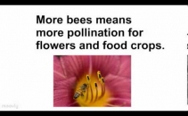 Bee Happy: Pure Raw British Honey