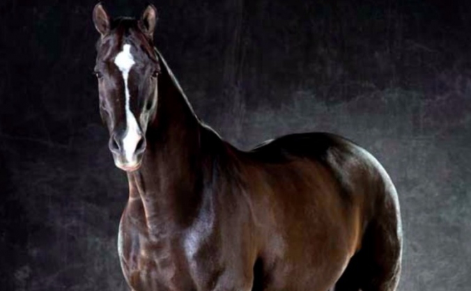 Valegro the Dancing Horse
