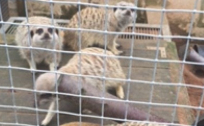 Private Exotic Animal and Bird Sanctuary - Fences