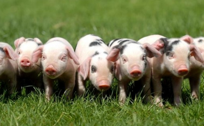 Vegan Lifestyle Promotion