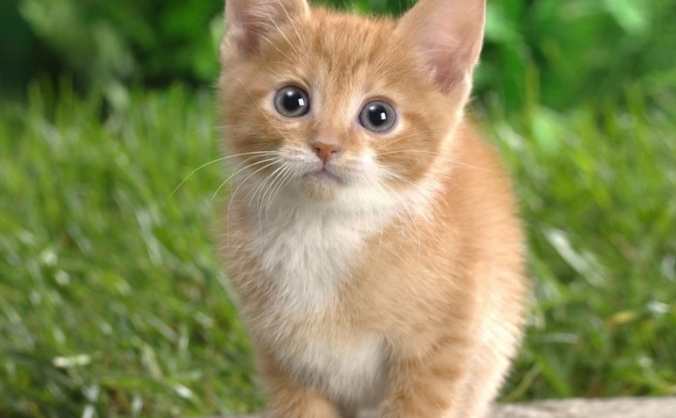Convince my dad on letting me have two kittens!!
