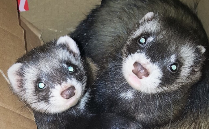 Wild Ones Enclosures Startup