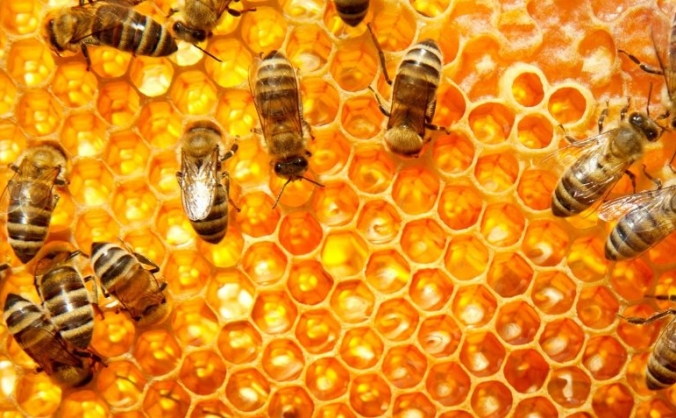 Bee Happy Honey Project