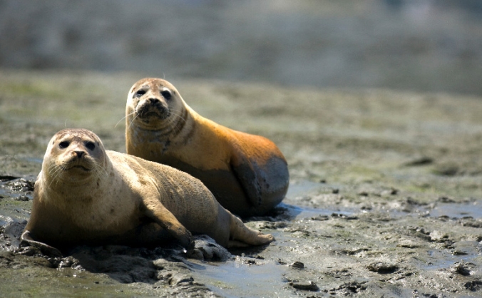 Keep the Solent Wild and Wonderful