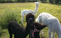 Alpaca Maraca