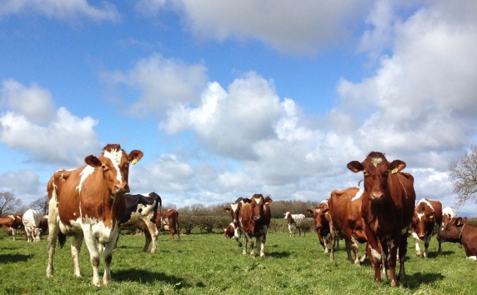 Cowfunding - Roads for the Mossgiel Girls