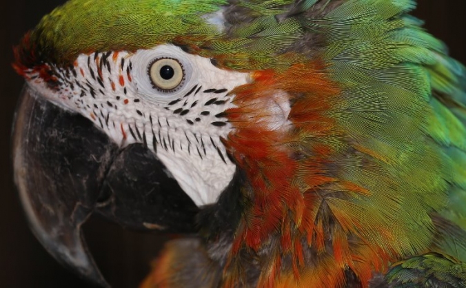 Parrot Rescue