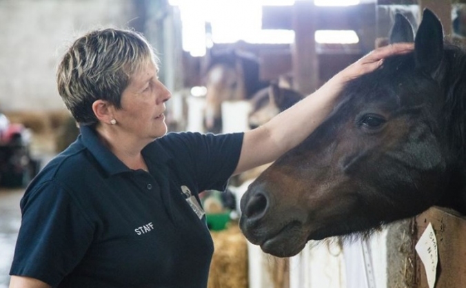 Only Foals and Horse Equine Wellbeing Program