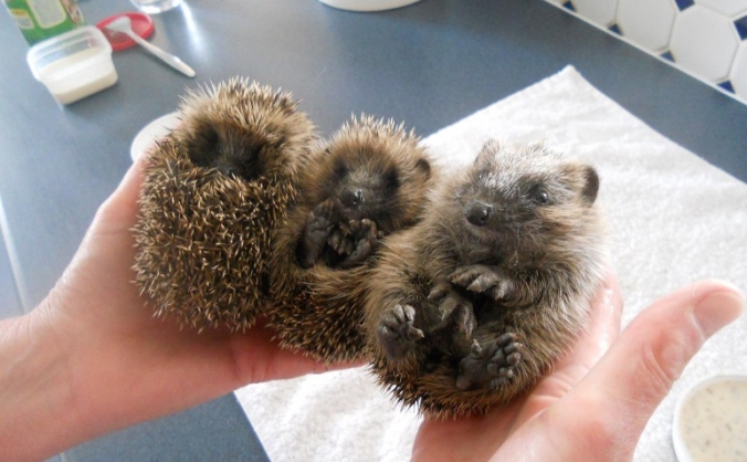 Save North Devon Hedgehog Rescue