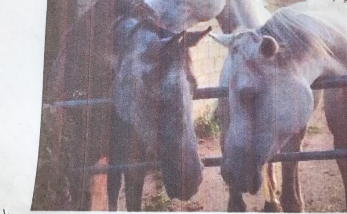 Please Help save sanctuary for arabian horses