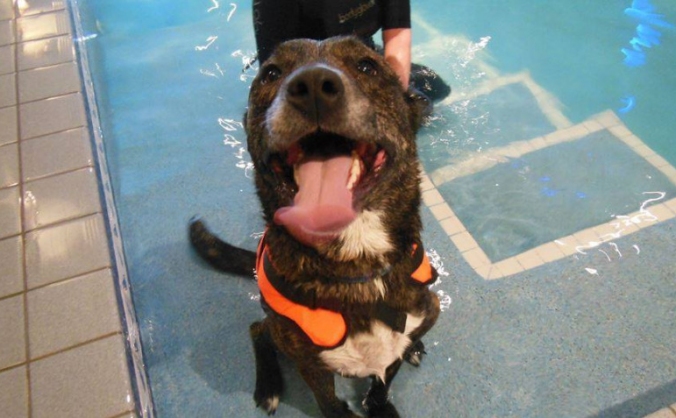 Life-changing surgery for Bonzo