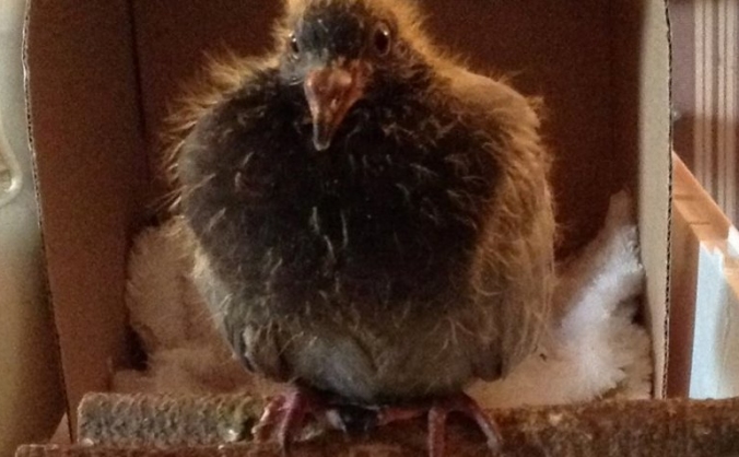 Every Feather Bird Rescue -