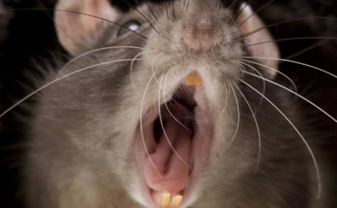 Rat Free Brittain