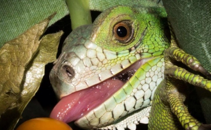 Inspire Exotics Zoological Centre
