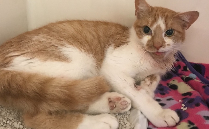 Giving Oscar his second chance