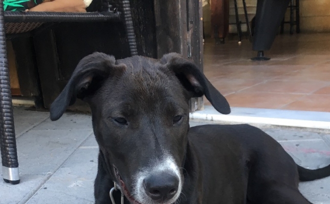 Help get Zeus to the UK from Rhodes
