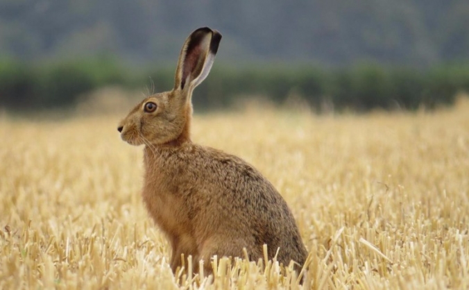 Local Wildlife Support