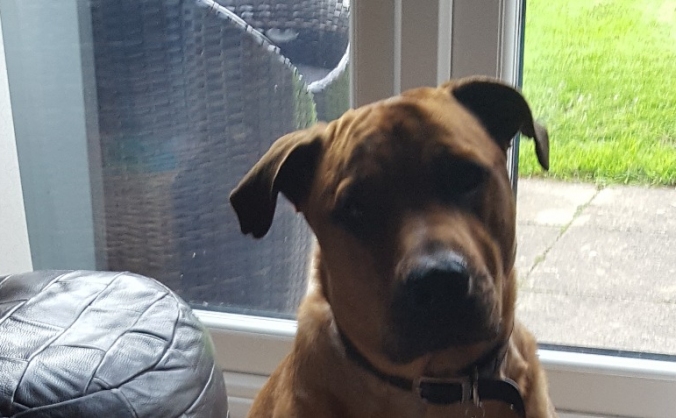 Operation Jasper